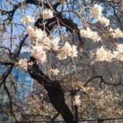 天川 こんばんは♪ 熟女の風俗最終章 新横浜店