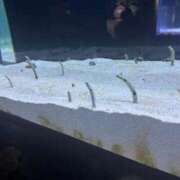 森野みずき 12:30から♡ 全裸の極みorドッキング痴漢電車