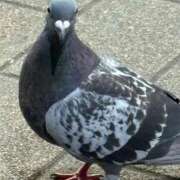 ヒメ日記 2025/07/09 01:01 投稿 えつこ 熟女の風俗最終章 所沢店