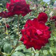 ヒメ日記 2025/06/19 20:16 投稿 まりあ ヌーベル・マリエ