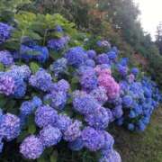 ヒメ日記 2025/06/27 07:24 投稿 あいり ナイスレディ