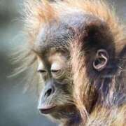 ヒメ日記 2025/12/31 00:48 投稿 あいり ナイスレディ