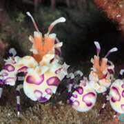 園部 こんにちは。 おふくろ