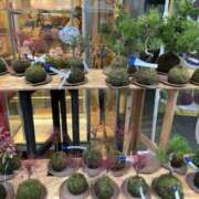 ヒメ日記 2024/12/14 22:33 投稿 るい スイカ