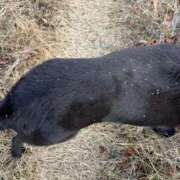 ヒメ日記 2024/12/31 13:19 投稿 るい スイカ