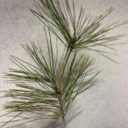 ヒメ日記 2025/01/02 15:46 投稿 るい スイカ