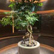 ヒメ日記 2025/03/07 15:14 投稿 るい スイカ