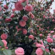 ヒメ日記 2025/03/22 14:51 投稿 るい スイカ