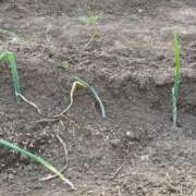 ヒメ日記 2025/03/24 13:49 投稿 るい スイカ