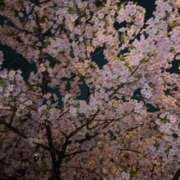 ヒメ日記 2025/03/31 00:24 投稿 るい スイカ