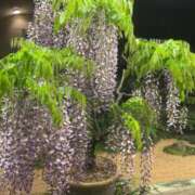 ヒメ日記 2025/04/23 00:03 投稿 るい スイカ