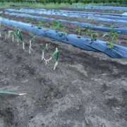 ヒメ日記 2025/05/07 15:26 投稿 るい スイカ