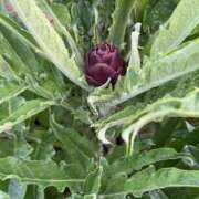 ヒメ日記 2025/05/08 19:40 投稿 るい スイカ