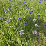 ヒメ日記 2025/05/09 21:16 投稿 るい スイカ