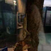 ヒメ日記 2025/06/10 21:58 投稿 るい スイカ