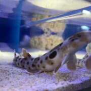 ヒメ日記 2025/06/10 22:02 投稿 るい スイカ