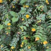 ヒメ日記 2025/06/16 16:07 投稿 るい スイカ