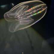 ヒメ日記 2025/06/16 18:48 投稿 るい スイカ