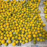 ヒメ日記 2025/06/17 22:17 投稿 るい スイカ