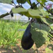 ヒメ日記 2025/06/19 15:48 投稿 るい スイカ