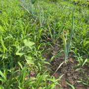 ヒメ日記 2025/06/21 22:12 投稿 るい スイカ