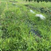 ヒメ日記 2025/06/30 14:57 投稿 るい スイカ