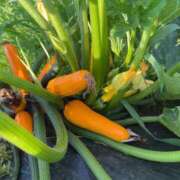 ヒメ日記 2025/07/02 20:30 投稿 るい スイカ