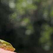 ヒメ日記 2025/07/19 22:43 投稿 るい スイカ