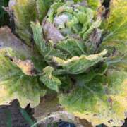 ヒメ日記 2025/08/05 19:20 投稿 るい スイカ