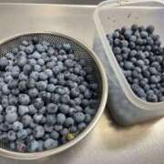 ヒメ日記 2025/08/19 17:09 投稿 るい スイカ