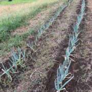 ヒメ日記 2025/09/01 15:15 投稿 るい スイカ