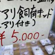 ヒメ日記 2025/09/17 17:48 投稿 るい スイカ