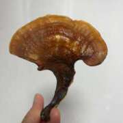 ヒメ日記 2025/10/05 12:29 投稿 るい スイカ