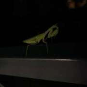 ヒメ日記 2025/10/05 12:58 投稿 るい スイカ