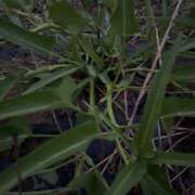 ヒメ日記 2025/10/07 13:22 投稿 るい スイカ