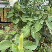 ヒメ日記 2025/10/31 16:36 投稿 るい スイカ