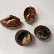 ヒメ日記 2025/12/02 13:59 投稿 るい スイカ