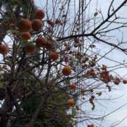 るい 柿の木の思い出 スイカ