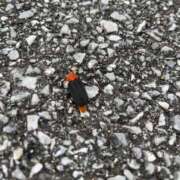 るい 西表島で見た虫　これ、、何だと思う？ スイカ