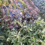 ヒメ日記 2026/01/24 13:09 投稿 るい スイカ