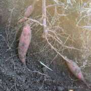 ヒメ日記 2026/01/25 22:58 投稿 るい スイカ