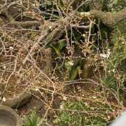 ヒメ日記 2026/01/29 13:46 投稿 るい スイカ