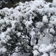 ヒメ日記 2026/02/08 15:08 投稿 るい スイカ