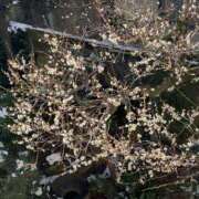 ヒメ日記 2026/02/09 18:18 投稿 るい スイカ