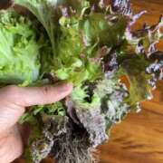 ヒメ日記 2026/03/17 15:17 投稿 るい スイカ