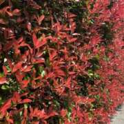 ヒメ日記 2026/04/14 18:15 投稿 るい スイカ