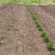 ヒメ日記 2026/04/20 17:49 投稿 るい スイカ