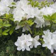 ヒメ日記 2026/04/29 17:03 投稿 るい スイカ