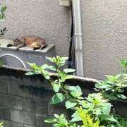 ヒメ日記 2026/06/11 17:08 投稿 るい スイカ