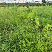 ヒメ日記 2026/07/15 23:13 投稿 るい スイカ